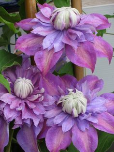 purple flowers are blooming on the plant in front of an instagramr screen