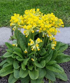 yellow flowers are blooming in the garden next to green leaves and grass on the side walk