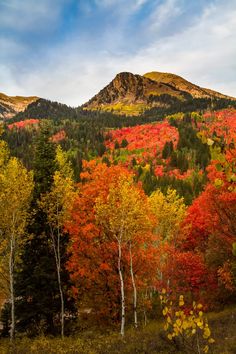 the mountains are covered in colorful trees