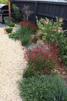 a garden with lots of plants and gravel