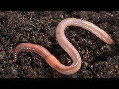 a close up of a worm in the dirt