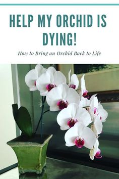 there is a vase with flowers in it and the words help my orchid is dying