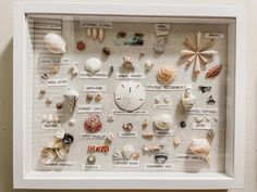 a white framed display with shells and seashells on it's sides in a white frame