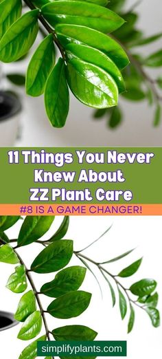 The ZZ plant, also known as Zamioculcas zamiifolia, is a fascinating indoor plant. If you're a ZZ plant owner or simply curious about this plant, you might be surprised to learn some interesting facts about ZZ plant care. In this article, we'll share with you 11 things you never knew about ZZ plant care, including its origin, growth habits, air-purifying qualities, and more. We'll also provide you with tips and tricks on how to care for your ZZ plant - ZZ Plant Care - House Plants Indoor Plant Leaves Turning Brown, Zz Plant Care, Plant Leaves Turning Yellow, Garden Ideas To Make, Indoor Orchids, Zamioculcas Zamiifolia, Diy Container Gardening, Plant Care Guide, Some Interesting Facts