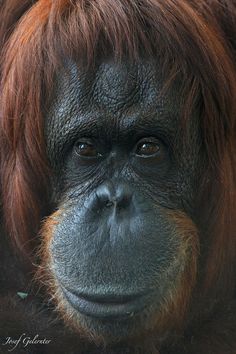 an orangutan looks at the camera while standing