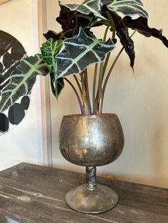 a potted plant sitting on top of a wooden table