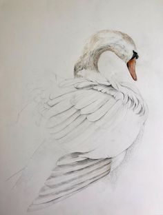 a drawing of a white swan with its wings spread