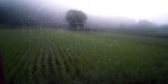 dew covered spider webs in the middle of a field