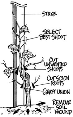 the parts of a tree labeled in black and white