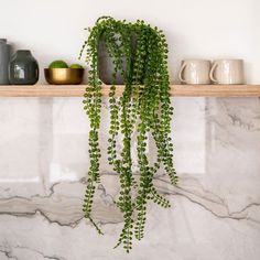 a potted plant sitting on top of a wooden shelf next to cups and vases