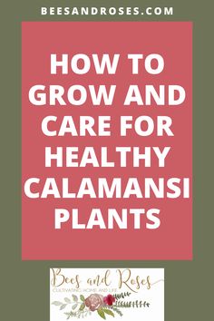 how to grow and care for healthy calamaaninis plants