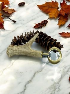 a magnifying glass sitting on top of a table next to some pine cones