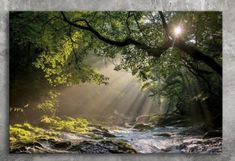 sunlight shining through the trees over a river