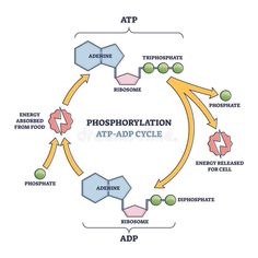 a diagram showing the steps in how to use propensulation for an adp cycle