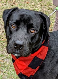 a black dog wearing a red and black checkered bandana on it's neck