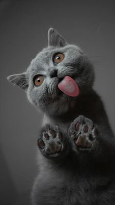 a gray cat with its tongue hanging out