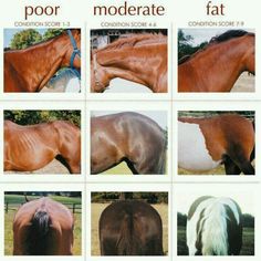 four different pictures of horses with their coats