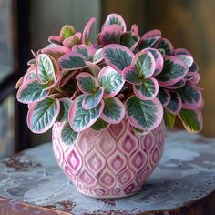 a pink and white potted plant sitting on top of a table