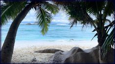 two palm trees are on the beach with blue water in the backgrouds