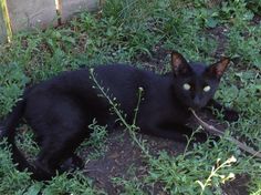 a black cat laying in the grass with a stick in it's mouth and looking at the camera