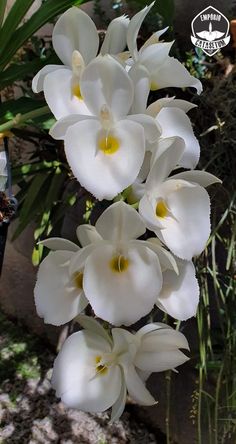 white flowers are blooming in the garden