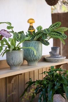 three potted plants sitting on top of a wooden shelf