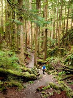 a person walking down a trail in the woods with lots of trees and moss growing on it