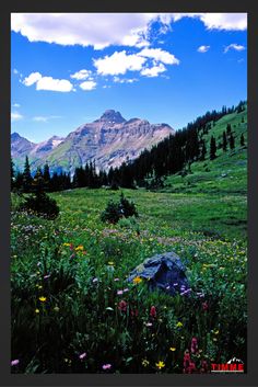 wildflowers and mountains in the distance under a blue sky