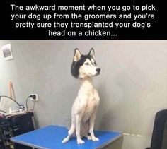 a dog sitting on top of a blue table in front of a computer desk with the caption'the groomer cut every part of my husky except for his head i can't stop laughing