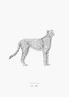 a black and white drawing of a cheetah