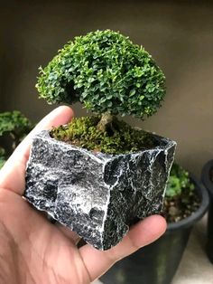 a person holding up a small rock with a tree growing out of it