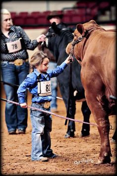 Country Babies, Showing Cattle, Fair Week, Big Cow, Show Cows, Stock Show, Show Cattle, Farm Kids