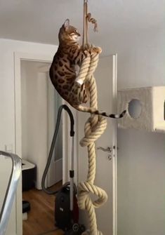 a cat climbing on a rope in a room