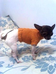 a small dog wearing a sweater on top of a bed