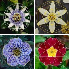 four different types of flowers are shown in the same image, each with their own geometric design