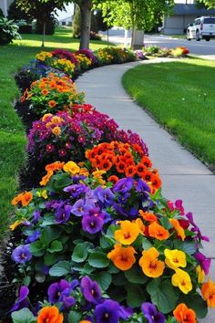 colorful flowers line the side of a sidewalk