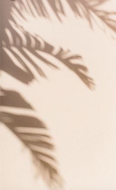 the shadow of a palm leaf on a white wall