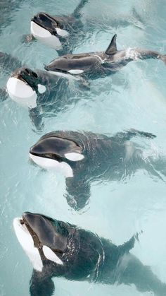 four orca whales swimming in the water