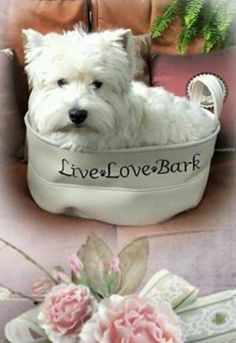 a small white dog sitting in a bowl with flowers on the bottom and live love bark written on it