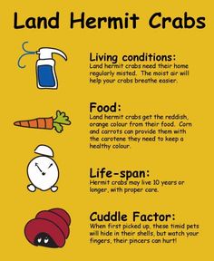 a yellow poster with instructions on how to use the word land hermit crabs in english