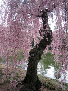 a tree that is next to a body of water with some pink flowers on it