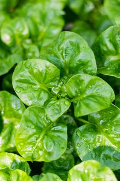 green leaves with drops of water on them