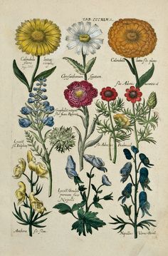 an illustration of different types of flowers on a white paper with blue and yellow leaves