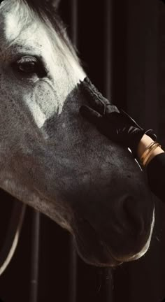 a close up of a horse's head with its bridle on it