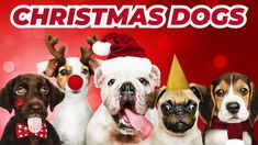 a group of dogs wearing christmas hats and scarves with the words christmas dogs on it