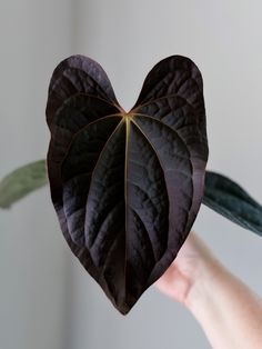 a heart shaped plant being held up by someone's hand with a green leaf