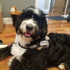 a black and white dog laying on top of a hard wood floor