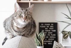 a cat sitting on the back of a couch