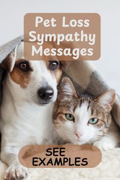 a dog and cat under a blanket with the caption pet loss sympathy messages see examples