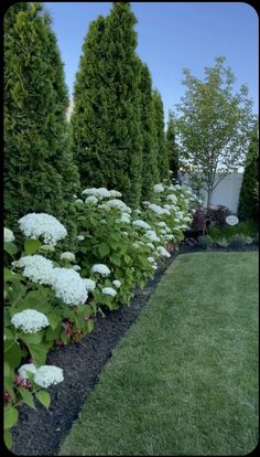 a garden with white flowers and green grass